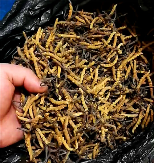 回收冬蟲(chóng)回收現(xiàn)場(chǎng)