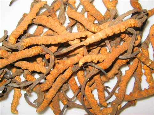 回收冬蟲(chóng)夏草價(jià)格